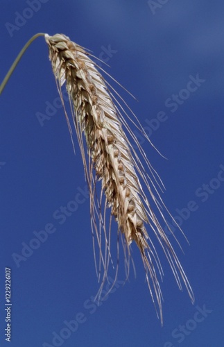 Rye ear, Germany (Secale cereale)