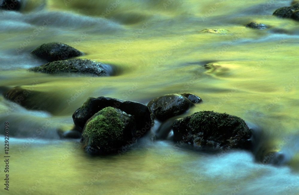 Fototapeta premium Reflections in forest brook, Olympic national park Washington, USA, North America