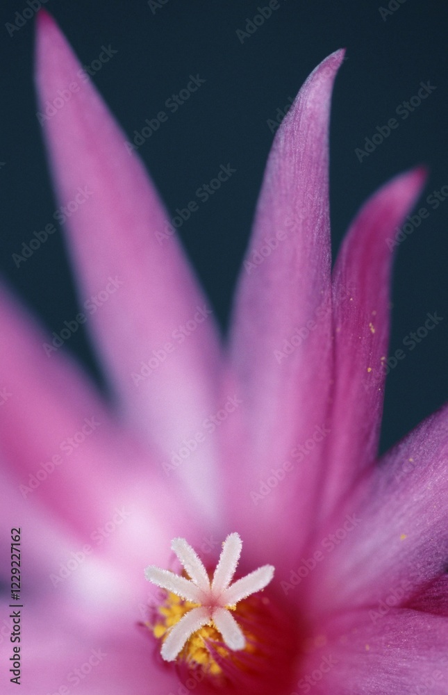 Fototapeta premium Cactus blossom (Rhipsalidopsis rosea)
