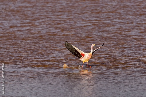 Flying Andean Flamingo (Phoenicoparrus andinus) in the Laguna Colorada, Reserva Nacional de Fauna Andina Eduardo Avaroa, Altiplano, Departamento Potosí, Bolivia, South America photo