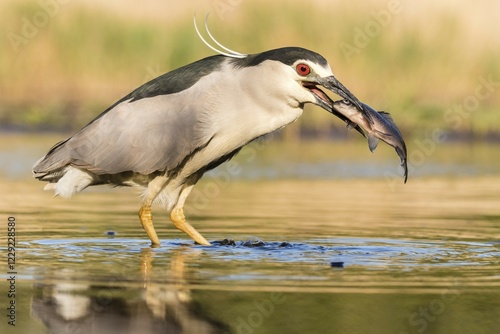 Black-crowned night heron (Nycticorax nycticorax) with fish in the beak, Bács-Kiskun, Hungary, Europe photo