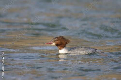 Merganser or Goosander (Mergus merganser), female