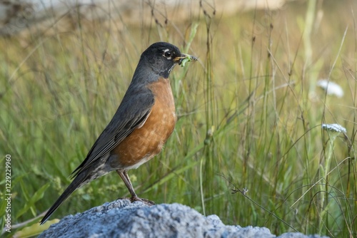 American Robin (Turdus migratorius) with prey, Vanvouver Island, British Columbia, Canada, North America photo