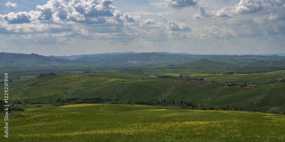 Obraz premium Hilly landscape with flowering rape, Crete Senesi, Province of Siena, Tuscany, Italy, Europe