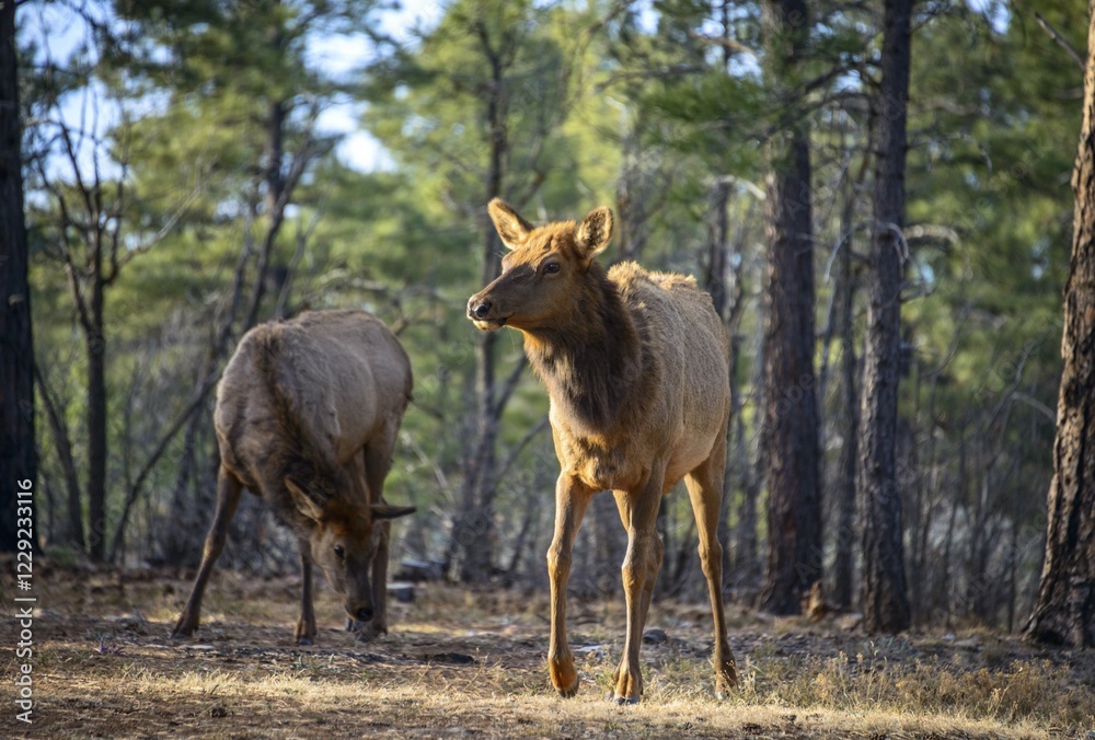 Obraz premium American elks (Cervus canadensis) in the forest, South Rim, Grand Canyon National Park, Arizona, USA, North America