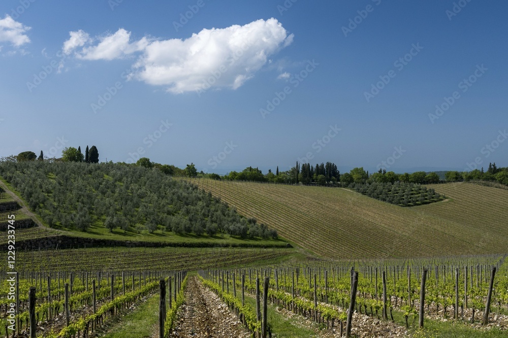 Fototapeta premium Vineyards, Chianti region, Tuscany, Italy, Europe