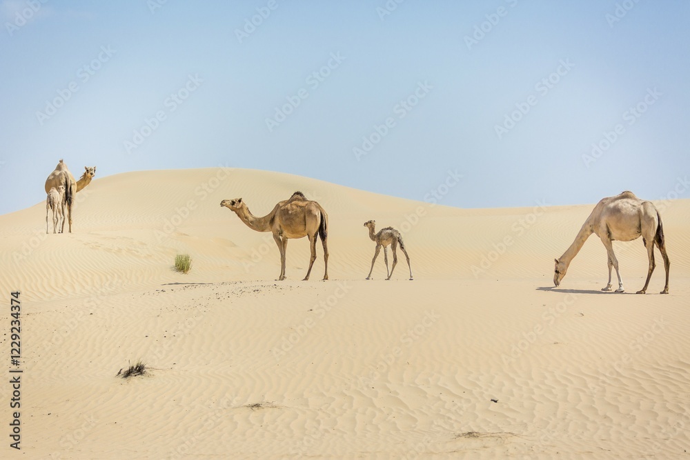 Dromedaries (Camelus dromedarius) with young in sand dunes, Rub' al Khali desert, United Arab Emirates, Asia Dromedaries (Camelus dromedarius) with young in sand dunes, Rub' al Khali desert, United Arab Emirates, Asia