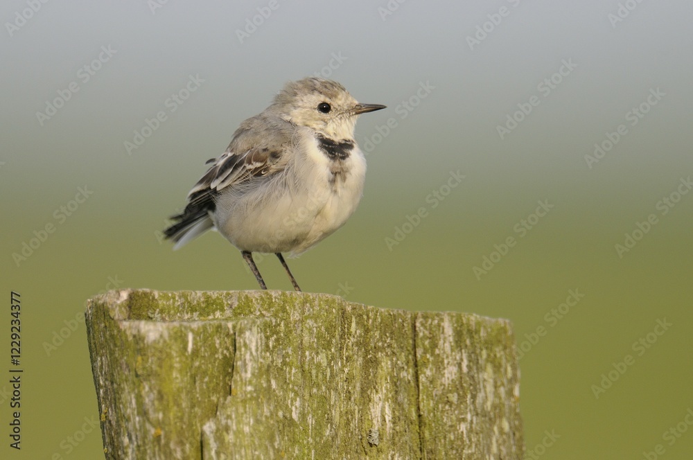 Fototapeta premium Young White Wagtail (Motacilla alba)