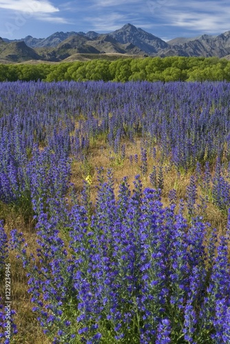 Purple lupine (Lupinus) and trees at the Awatere Road with the mountains of the Inland Kaikoura Range on the horizon, Molesworth, South Island, New Zealand, Oceania photo