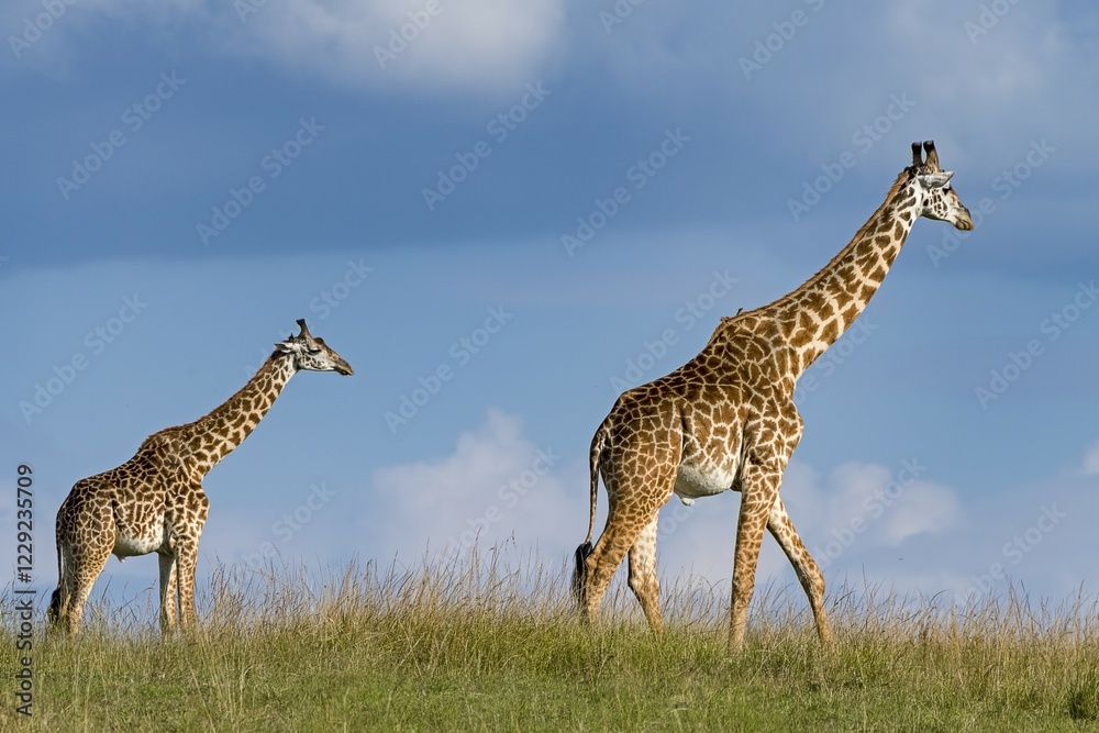 Obraz premium Giraffes (Giraffa camelopardalis), dam with young animal running through the grass pan, Masai Mara, Kenya, Africa
