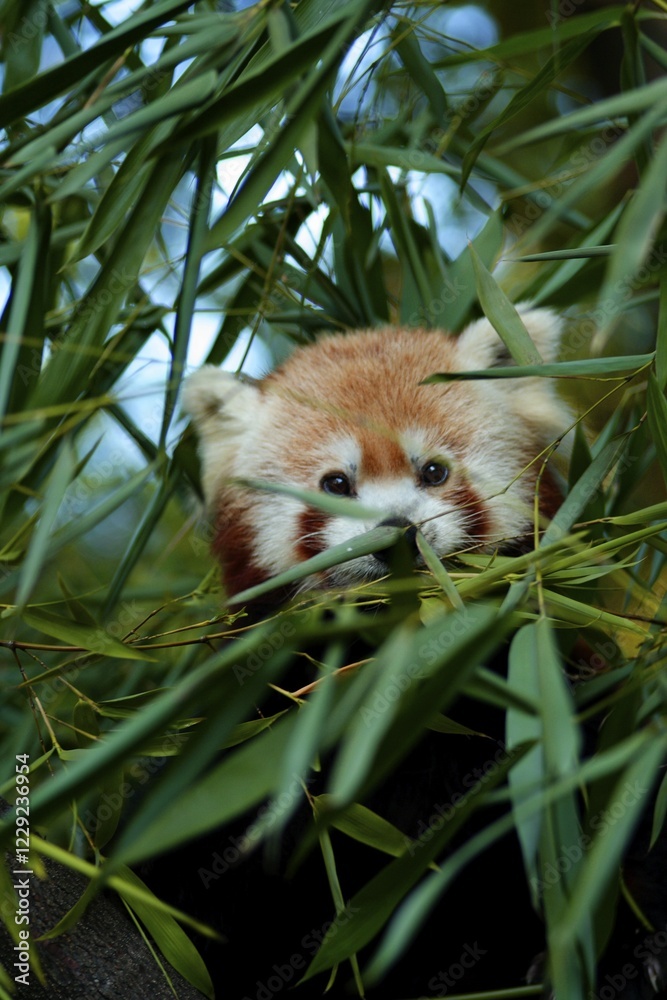 Naklejka premium Red Panda (Ailurus fulgens) in bamboo, Zoo Duisburg, Germany, Europe