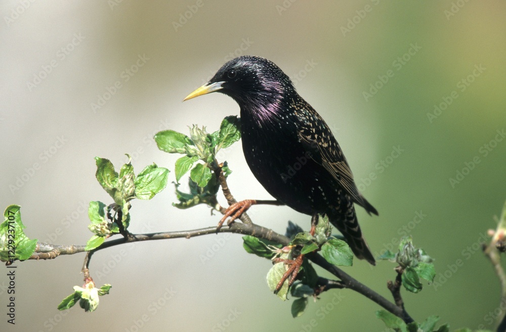 Obraz premium European Starling, Common Starling or Starling (Sturnus vulgaris), in mating plumage