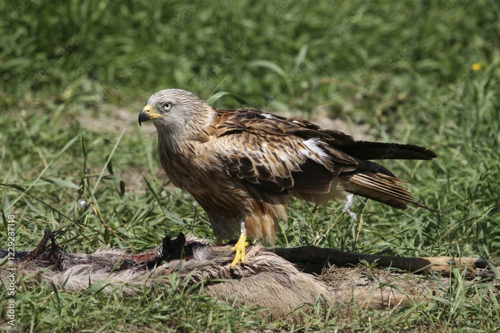 Fototapeta premium Red Kite (Milvus milvus) perching on a deer carcass