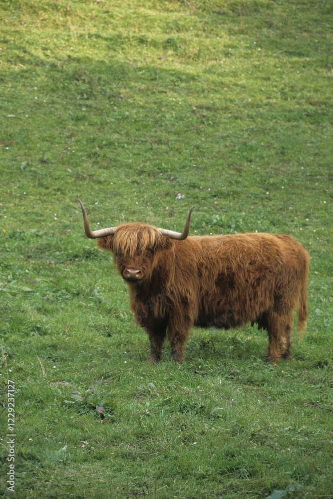 Scottish beef cattle (Bos primigenius) Scottish beef cattle (Bos primigenius)