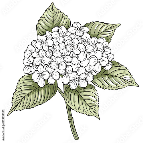 Detailed Botanical Illustration of a Black Elderberry Flower Cluster