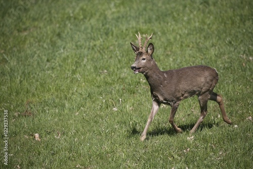 European Roe Deer (Capreolus capreolus) buck in springtime