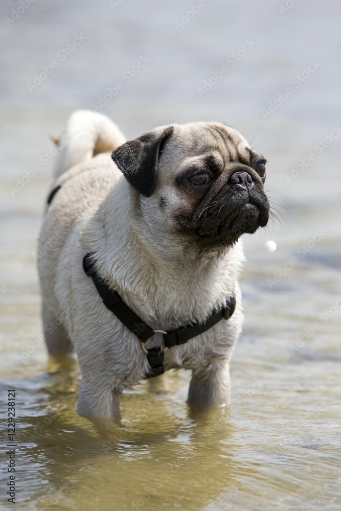 Obraz premium Pug, wet, bathing, water