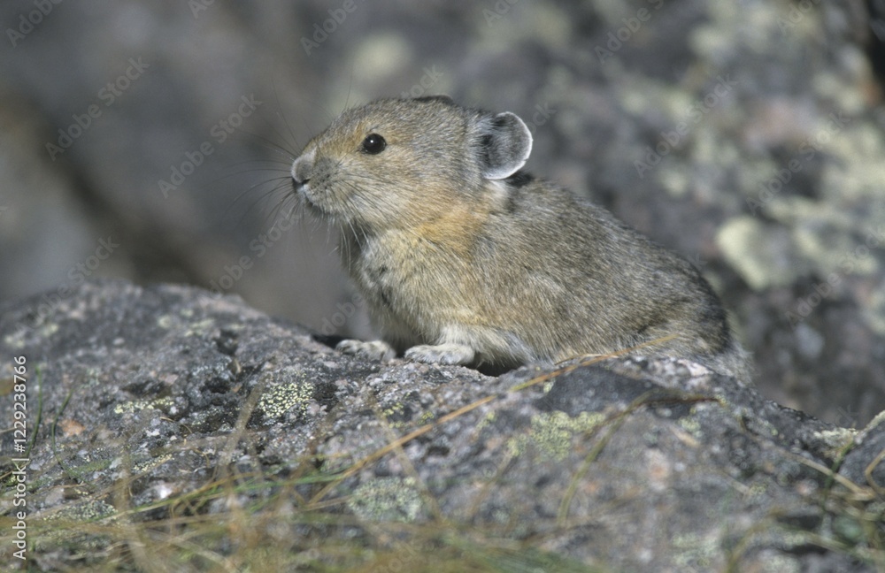 Naklejka premium American Pika (Ochotona princeps), Alaska, North America