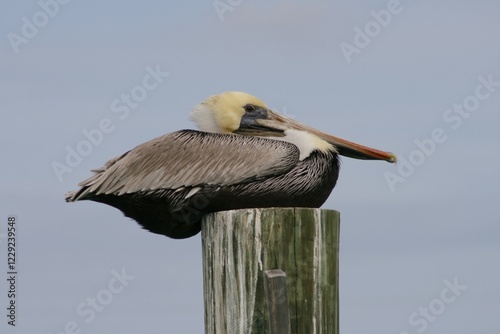 Brown pelikan, Florida, USA, Pelecanus occidentalus, North America photo