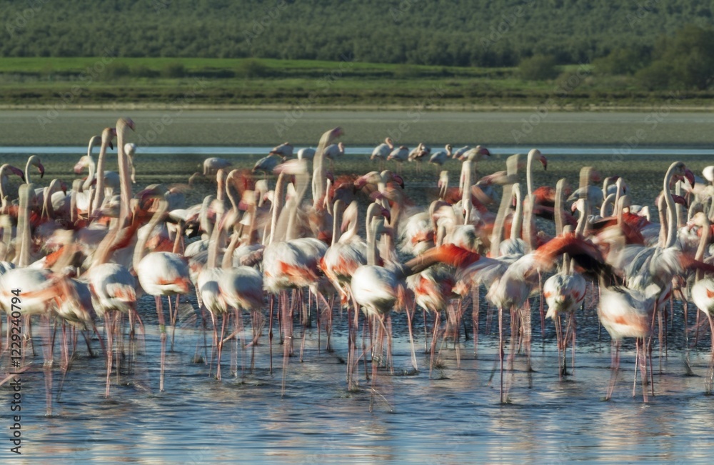Naklejka premium Greater Flamingos (Phoenicopterus roseus), being nervous at the Laguna de Fuente de Piedra, Malaga province, Andalusia, Spain, Europe