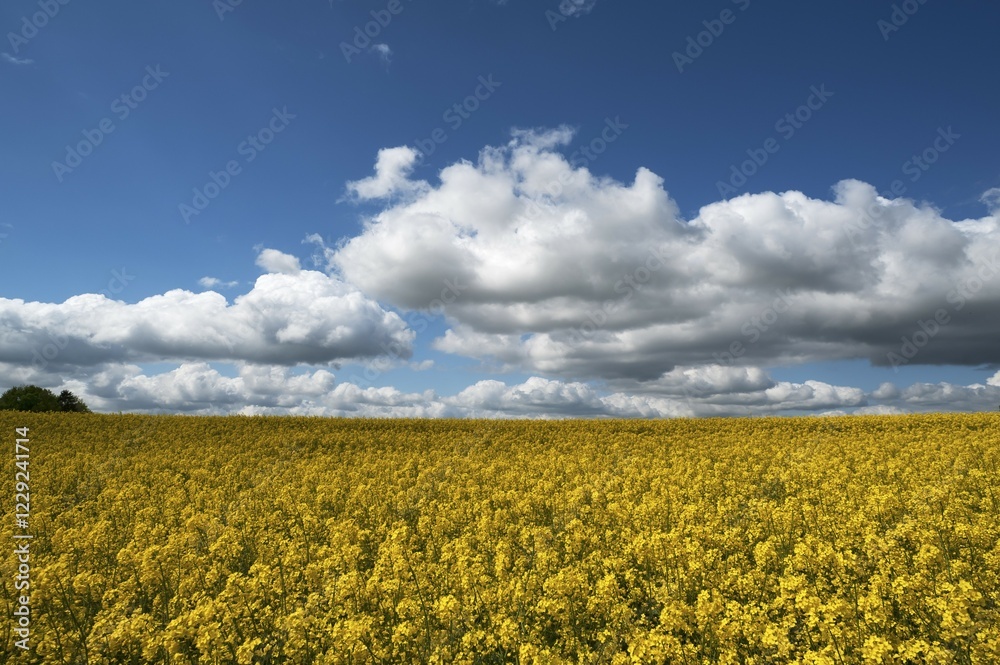 Obraz premium Rapeseed (Brassica napus) field, flowering, clear sky, Mecklenburg-Western Pomerania, Germany, Europe
