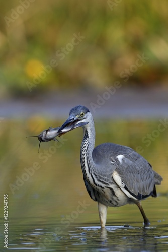 Grey heron (Ardea cinerea) with a black minke catfish, Black bullhead (Ameiurus melas,) as prey in its beak, Middle Elbe Biosphere Reserve, Saxony-Anhalt, Germany, Europe photo
