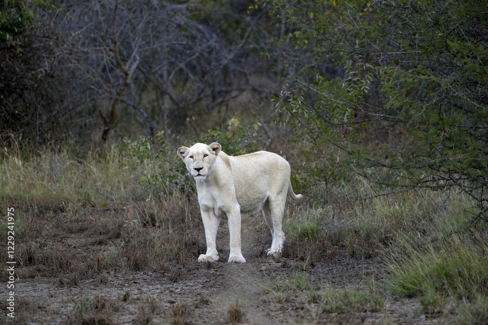 White Lion (Panthera leo), female animal, Tsau! nature reserve of the Global White Lion Protection Trust, GWLPT, near Hoedspruit, South Africa, Africa White Lion (Panthera leo), female animal, Tsau! nature reserve of the Global White Lion Protection Trust, GWLPT, near Hoedspruit, South Africa, Africa