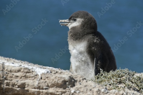 Magellanic penguin (Spheniscus magellanicus), young animal, Penguin colony Punta Tombo near Pininsula Valdez, Patagonia, East Coast, Atlantic Ocean, Argentina, South America