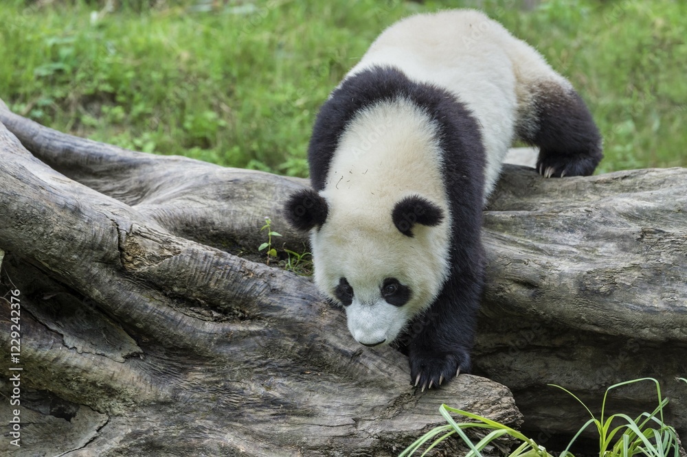 Obraz premium Giant Panda (Ailuropoda melanoleuca), China Conservation and Research Centre for the Giant Panda, Chengdu, Sichuan, China, Asia