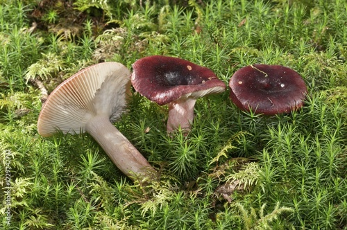 Roter Heringstäubling (Russula erythropoda), Baden-Württemberg, Germany, Europe photo