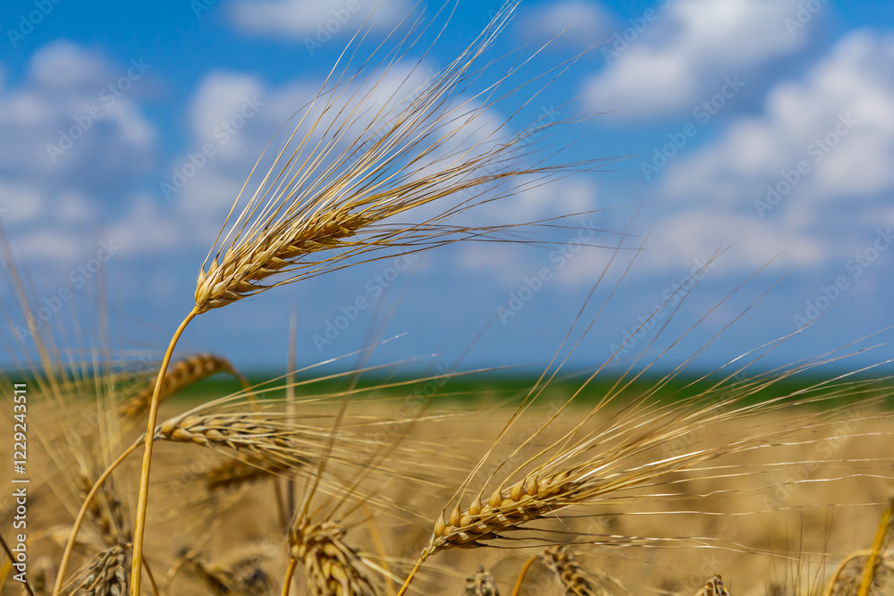 Golden wheat swaying gently in the breeze under a bright blue sky with fluffy clouds on a sunny day in a rural field Golden wheat swaying gently in the breeze under a bright blue sky with fluffy clouds on a sunny day in a rural field