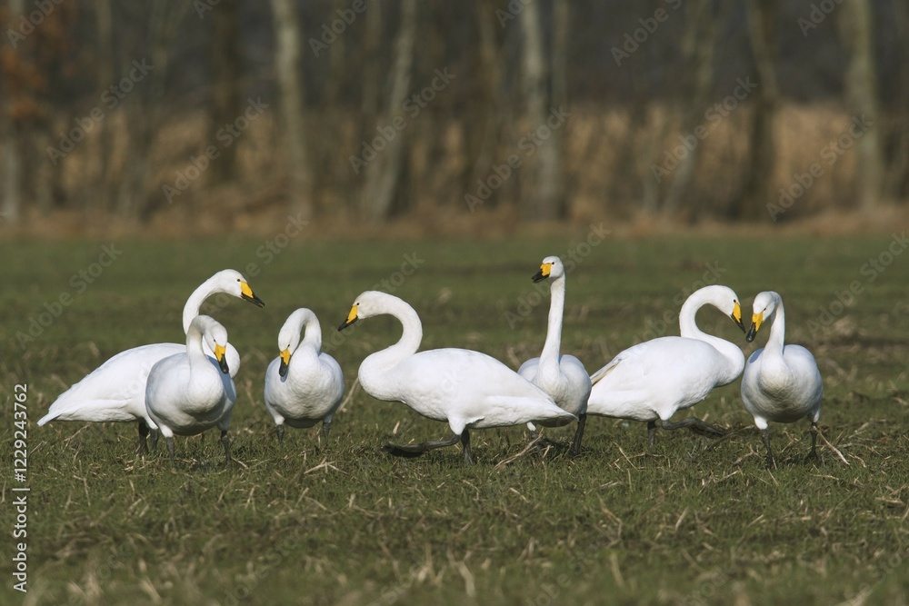 Whooper swans (Cygnus cygnus) on a field, winter visitors, Emsland, Lower Saxony, Germany, Europe