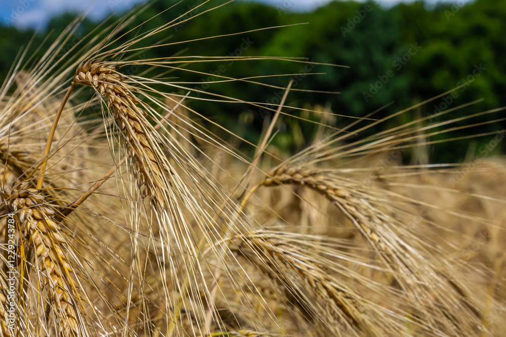 Golden wheat stalks sway gently in the warm sunlight against a lush green background during the late afternoon Golden wheat stalks sway gently in the warm sunlight against a lush green background during the late afternoon