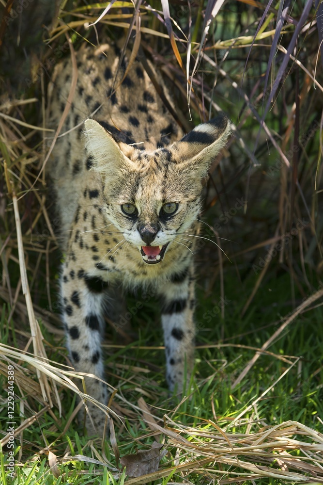 Naklejka premium Serval (Leptailurus serval) hissing, 2 years, Africa, captive