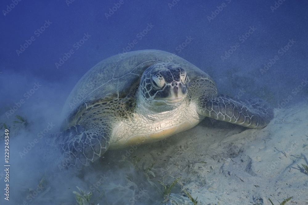 Obraz premium Green turtle (Chelonia mydas) lying on sea grass, sand, Marsa Shona reef dive site, Egypt, Red Sea, Africa