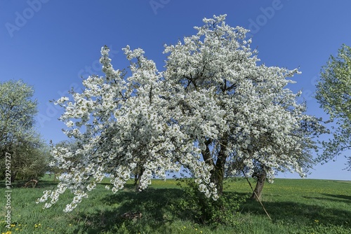 Blossoming cherry tree (Prunus avium) in a meadow, blue sky, Middle Franconia, Bavaria, Germany, Europe