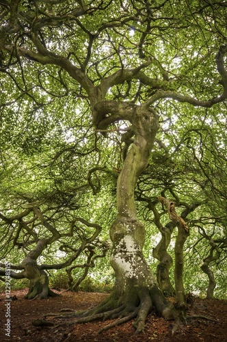 Dwarf beechn (Fagus sylvatica), Waldpark Semper, Rügen, Mecklenburg Vorpommern, Germany, Europe photo