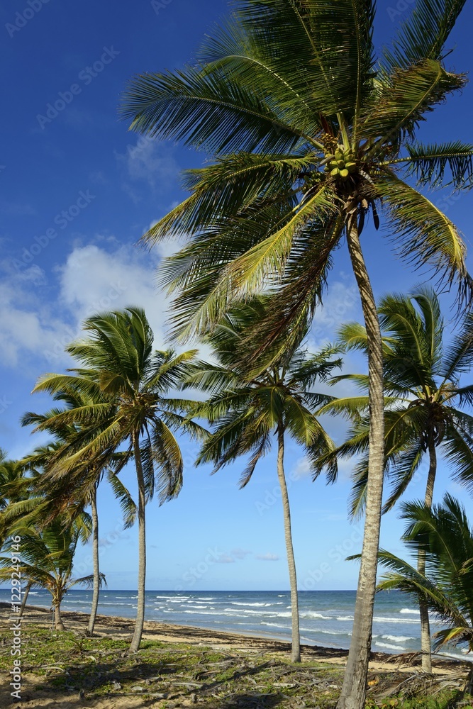 Coconut palms on the beach near Uvero Alto, Punta Cana, Caribbean, Dominican Republic, Central America Coconut palms on the beach near Uvero Alto, Punta Cana, Caribbean, Dominican Republic, Central America