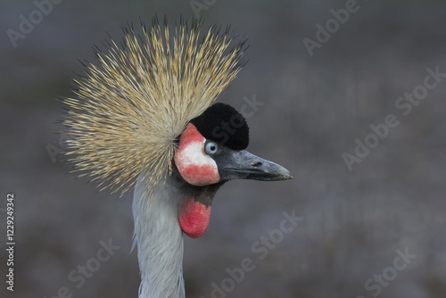 Black crowned crane (Balearica pavonina), North Rhine-Westphalia, Germany, captive, Europe photo