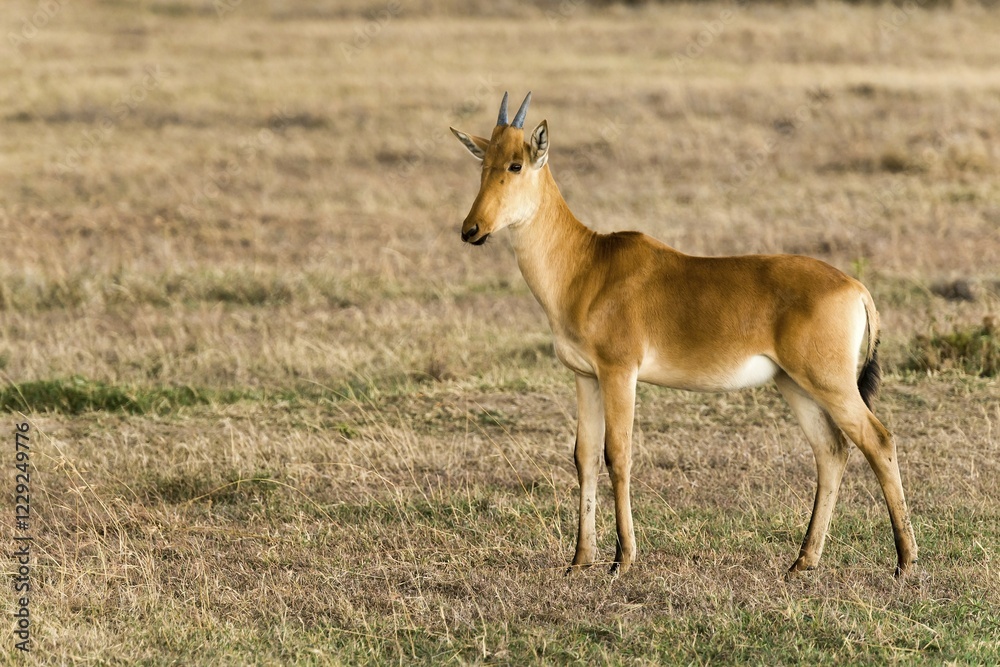 Fototapeta premium Coke's hartebeest (Alcelaphus cokii) calf in the Ol Pejeta reserve, Kenya, Africa