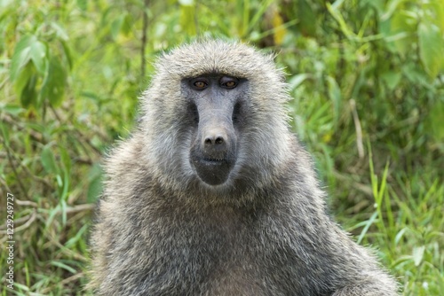 Anubis or olive baboon (Papio anubis), portrait, Lake Nakuru National Park, Kenya, Africa photo