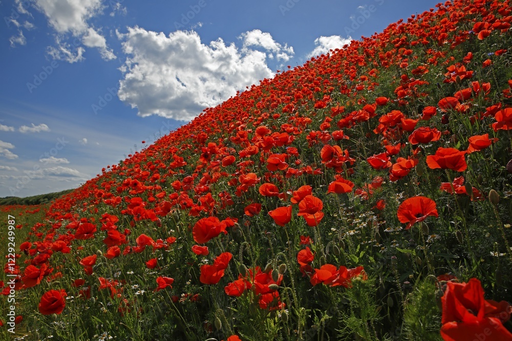 Corn poppy (Papaver rhoeas) on a slope, Mecklenburg-Western Pomerania, Germany, Europe Corn poppy (Papaver rhoeas) on a slope, Mecklenburg-Western Pomerania, Germany, Europe