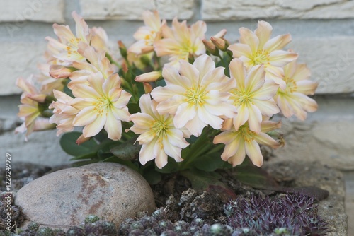 Bitterroot (Lewisia tweedyi), Emsland, Lower Saxony, Germany, Europe photo