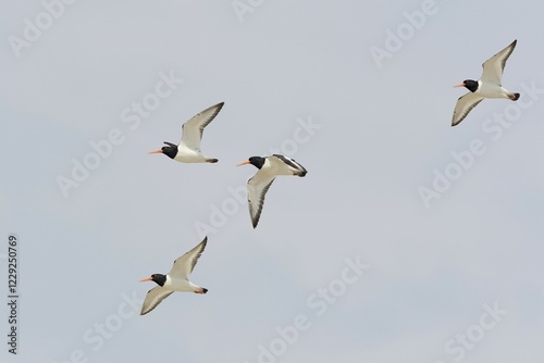 Four flying Eurasian oystercatchers (Haematopus ostralegus), Texel, West Frisian Islands, North Holland, Netherlands photo