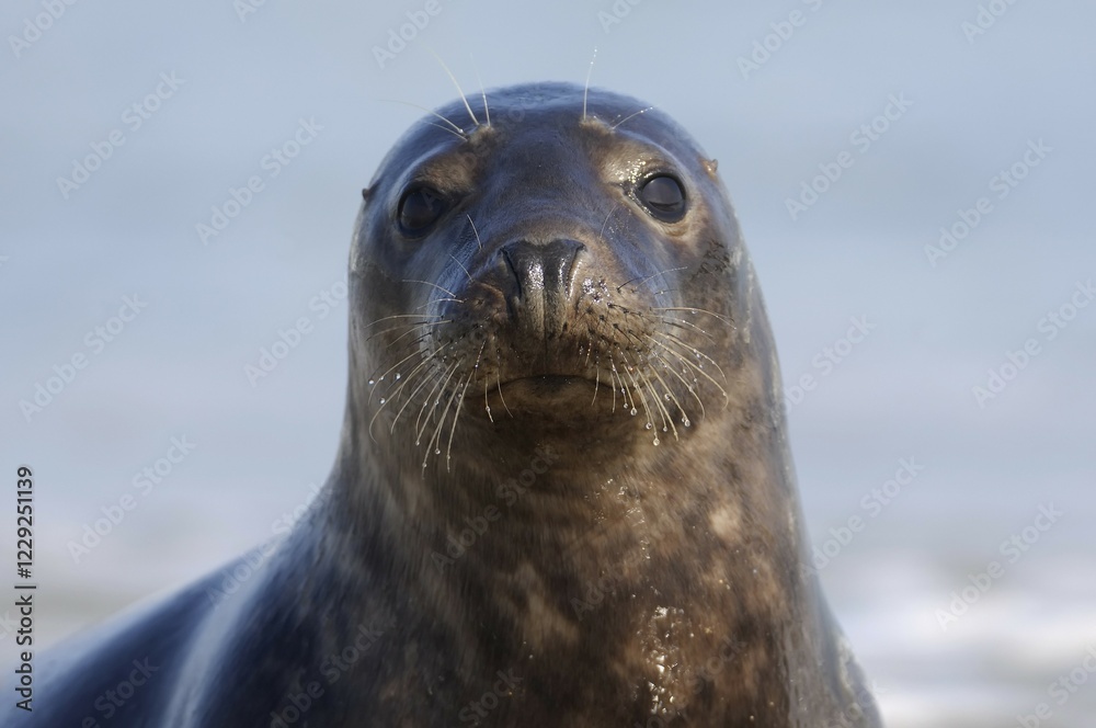 Obraz premium Grey seal (Halichoerus grypus), portrait, Heligoland, Schleswig-Holstein, Germany, Europe