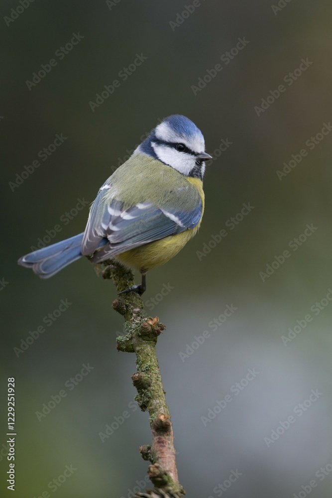 Obraz premium Blue Tit (Parus caerulea), Emsland, Lower Saxony, Germany, Europe