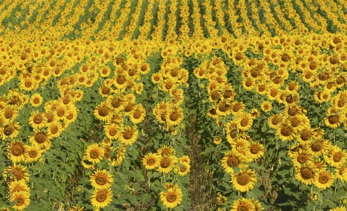 Sunflowers (Helianthus annuus), field, cultivations in the Campiña Cordobesa, Cordoba province, Andalusia, Spain, Europe photo