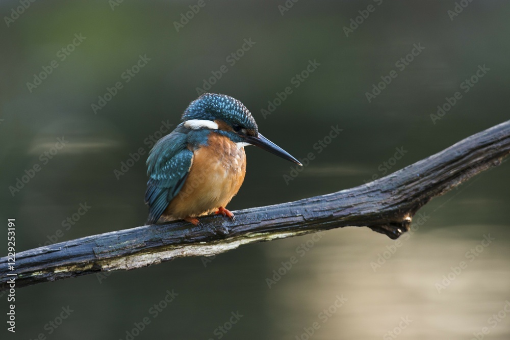 Fototapeta premium Eurasian kingfisher (Alcedo atthis) sitting on tree branch, Emsland, Lower Saxony, Germany, Europe