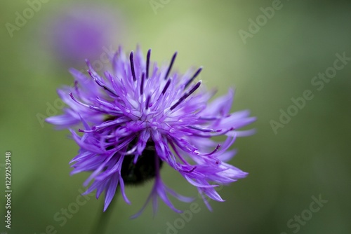 A purple flower in sharp close-up with a blurred green background Devil's Claw PhyteumaCampanulaceae
