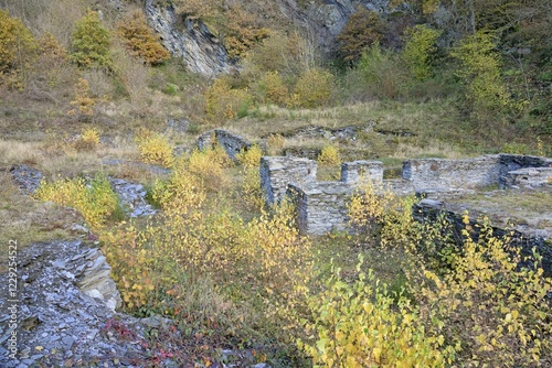 Birches (Betula) with autumn leaves between slate walls, ruins, Eastern Eifel, Rhineland-Palatinate, Germany, Europe photo